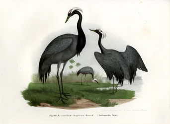 Grue demoiselle, 1864
